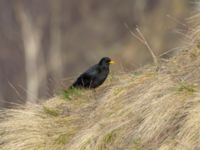 Pyrrhocorax graculus graculus Gudauri Monument, Stepantsminda, Mtskheta-Mtianeti, Georgia 20180425_1779