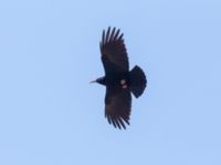 Pyrrhocorax pyrrhocorax Oukaimeden, Morocco 20180223_0048