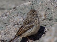 Emberiza buchanani 1cy Ishak Pasha Palace, Turkey 20120702B 341