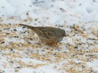 Emberiza caesia 1cy male Kyrkvägen 8, Skutskär, Älvkarleby kommun, Uppland, Sweden 20181229B_0079