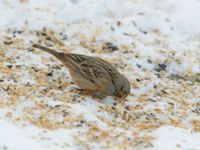 Emberiza caesia 1cy male Kyrkvägen 8, Skutskär, Älvkarleby kommun, Uppland, Sweden 20181229B_0084