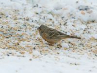 Emberiza caesia 1cy male Kyrkvägen 8, Skutskär, Älvkarleby kommun, Uppland, Sweden 20181229_0065