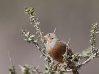 Emberiza caesia Ezuz, Israel 2013-03-27 380