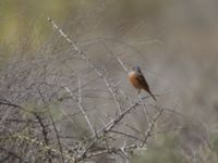 Emberiza caesia Ezuz, Israel 2013-03-27 387