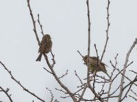 Emberiza citrinella Almåsa, Malmö, Skåne, Sweden 20211102_0010