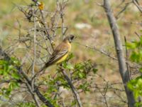 Emberiza melanocephala male Valley 1.1 km WSW Dalis Reservoir Tower, Chachuna, Kakheti, Georgia 20180427_1178