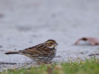 Emberiza pusilla Kärleksstigen, Falsterbo, Vellinge, Skåne, Sweden 20150208_0050