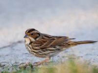 Emberiza pusilla Kärleksstigen, Falsterbo, Vellinge, Skåne, Sweden 20150208_0191