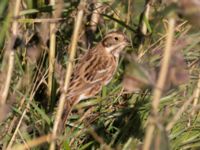 Emberiza rustica Lagunkullen, Ribersborg, Malmö, Skåne, Sweden 20211012_0305