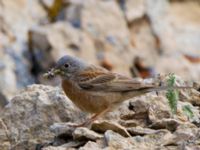 Emberiza buchanani Ishak Pasha Palace, Turkey 20120703B 015