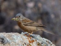 Emberiza buchanani Ishak Pasha Palace, Turkey 20120703B 030