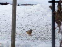 Emberiza caesia 1cy male Kyrkvägen 8, Skutskär, Älvkarleby kommun, Uppland, Sweden 20181229B_0012