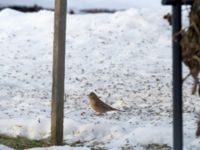 Emberiza caesia 1cy male Kyrkvägen 8, Skutskär, Älvkarleby kommun, Uppland, Sweden 20181229B_0020