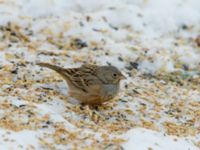 Emberiza caesia 1cy male Kyrkvägen 8, Skutskär, Älvkarleby kommun, Uppland, Sweden 20181229B_0091