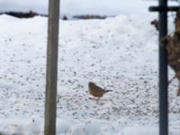 Emberiza caesia 1cy male Kyrkvägen 8, Skutskär, Älvkarleby kommun, Uppland, Sweden 20181229_0011