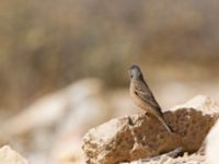 Emberiza caesia Ezuz, Israel 2013-03-27 367