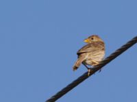 Emberiza calandra Cevre, Turkey 20120701 477