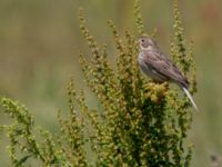 Emberiza calandra Gislövshammar, Simrishamn, Skåne, Sweden 20150703_0061