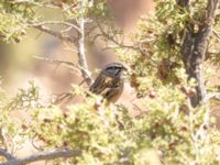 Emberiza cia male R203 My Brahim, Morocco 20180223_0019