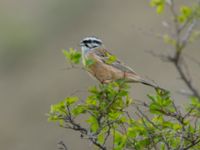 Emberiza cia prageri David Gareji Monastery, Kakheti, Georgia 20180429_0284