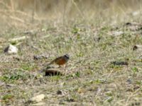 Emberiza cia prageri ad male Sno Valley, Stepantsminda, Mtskheta-Mtianeti, Georgia 20180425_2146