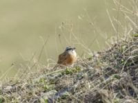 Emberiza cia prageri ad male Sno Valley, Stepantsminda, Mtskheta-Mtianeti, Georgia 20180425_2156