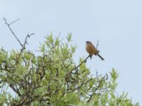 Emberiza cia prageri male David Gareji Monastery, Kakheti, Georgia 20180429_0170