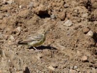 Emberiza cineracea semenowi Nemrut Dagi, Turkey 20120701 379