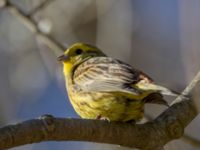 Emberiza cintrinella male Bäckdala, Stenshuvud, Simrishamn, Skåne, Sweden 20140312_0035