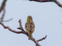 Emberiza citrinella Norra hamnen, Malmö, Skåne, Sweden 20210101_0114