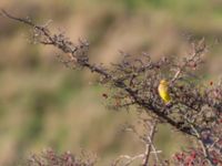 Emberiza citrinella ad male Käglinge hästbacke, Skåne, Sweden 20191028_0023