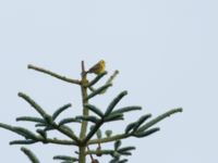 Emberiza citrinella male Toarp, Malmö, Skåne, Sweden 20180127_0002