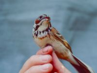 Emberiza fucata Happy Island (Shijiu Tuodao), Hebei, China 19980517 (9)