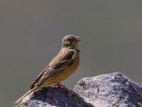 Emberiza hortulana Nemrut Dagi, Turkey 20120704B 084