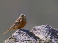 Emberiza hortulana Nemrut Dagi, Turkey 20120704B 085