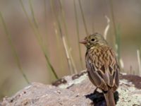 Emberiza hortulana Nemrut Dagi, Turkey 20120704B 116