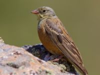 Emberiza hortulana Nemrut Dagi, Turkey 20120704B 145