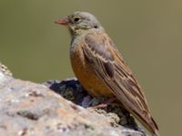 Emberiza hortulana Nemrut Dagi, Turkey 20120704B 147