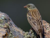 Emberiza hortulana Nemrut Dagi, Turkey 20120704B 167