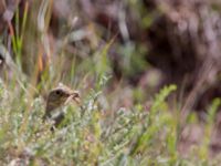 Emberiza hortulana ad Ishak Pasha Palace, Turkey 20120702 316