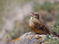 Emberiza hortulana ad male Ishak Pasha Palace, Turkey 20120702 286