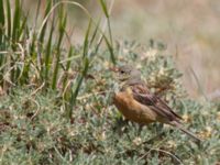 Emberiza hortulana ad male Ishak Pasha Palace, Turkey 20120702 313