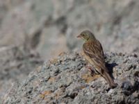 Emberiza hortulana ad male Ishak Pasha Palace, Turkey 20120702 327