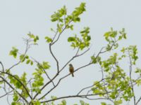 Emberiza hortulana ad male Valley 3.2 km NW Dalis Reservoir Tower, Chachuna, Kakheti, Georgia 20180427_1313