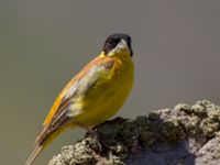 Emberiza melanocephala ad male Nemrut Dagi, Turkey 20120704B 098