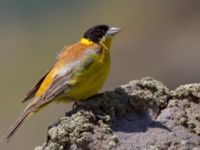 Emberiza melanocephala ad male Nemrut Dagi, Turkey 20120704B 106