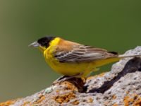 Emberiza melanocephala ad male Nemrut Dagi, Turkey 20120704B 238