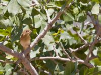 Emberiza melanocephala juv Durnalik, Turkey 20120705 019