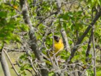 Emberiza melanocephala male Valley 1.1 km WSW Dalis Reservoir Tower, Chachuna, Kakheti, Georgia 20180427_1184