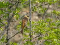 Emberiza melanocephala male Valley 1.1 km WSW Dalis Reservoir Tower, Chachuna, Kakheti, Georgia 20180427_1188